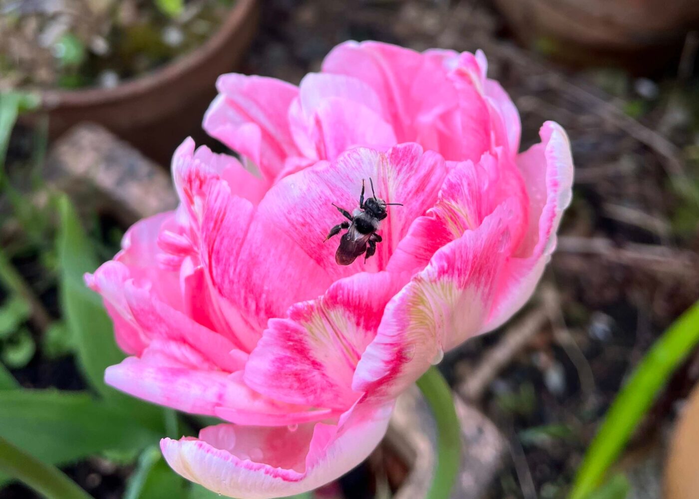 Wild Irish Bee