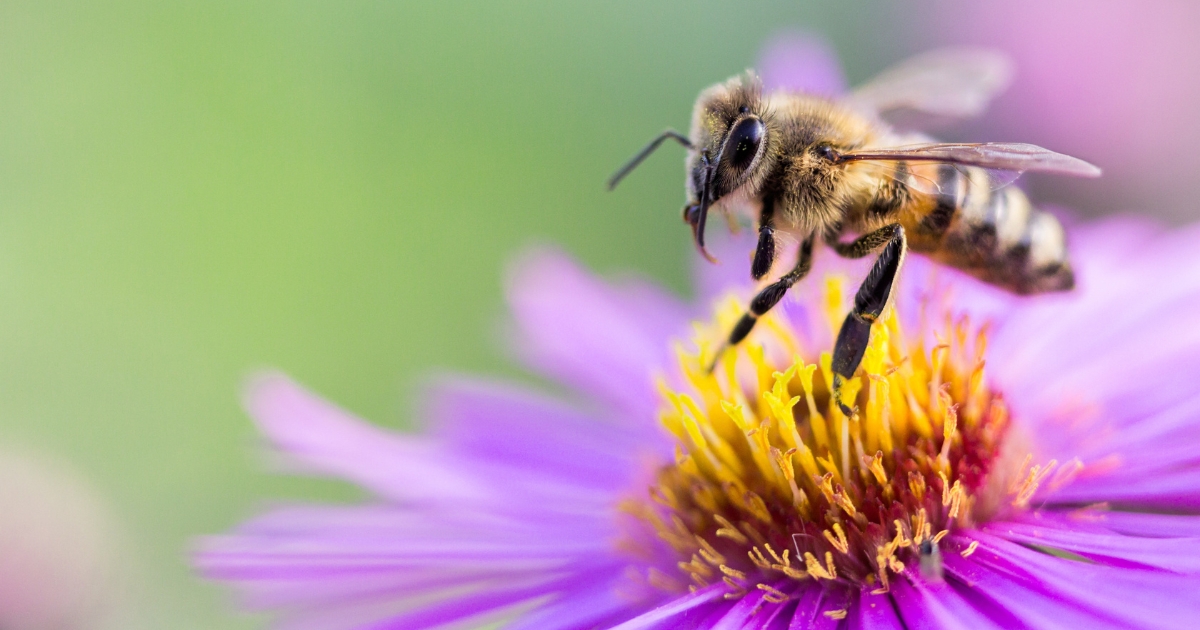 Bee hovering on purple flower. 8 things We Learned About Irish Bees