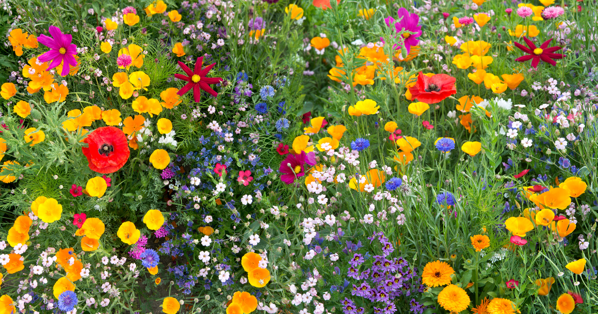 Field of wildflowers